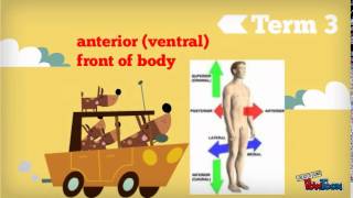 13 Directional Terms for Human Anatomy [upl. by Asuncion]