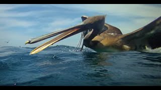 Pelicans Diving  Slow Mo [upl. by Finkelstein]