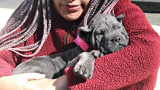 Our Cane Corso Puppy Pickup Party [upl. by Asirralc]