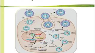 Quantitative HBsAg and its Role in Chronic Hepatitis B Patient Management [upl. by Chatterjee]