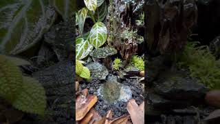 Adding Poison Dart Frogs To My Bioactive Vivarium 2024 poisondartfrog vivarium [upl. by Oregolac431]