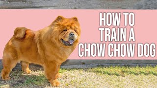 How to Train a Chow Chow Dog [upl. by Narik837]