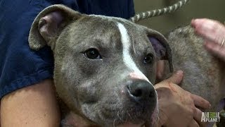 Parolee Mondo Opens His Heart and Home  Pit Bulls and Parolees [upl. by Nuahsal744]