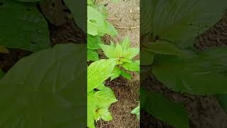 Amaranthus Green Small And Big nature flowertypes farming flowervarieties [upl. by Lebbie]