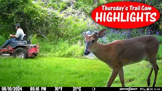 Saw a BIG red Dog Cat Face to Face w Wild Animal Thursdays Trail Cam Highlights 71124 [upl. by Anallese]