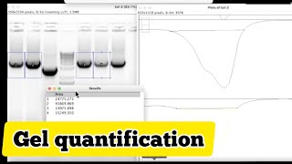 How to quantify gel bands in imageJ  common quantification mistake [upl. by Kavanagh]