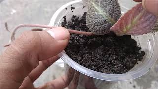 How to Propagate Episcia Flower in Water amp Soil With Update [upl. by Casabonne]