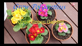 How to Grow Polyanthus [upl. by Etnud]