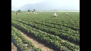 Alimentos y Regiones  Producción de frutillas en Tucumán [upl. by Uaeb]