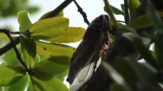 Cicada sound and video in Japan summer 2014 [upl. by Harsho120]