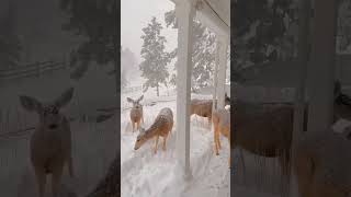 Graceful Snow Deer A Peaceful Journey Home  Relax amp Unwind [upl. by Annez]