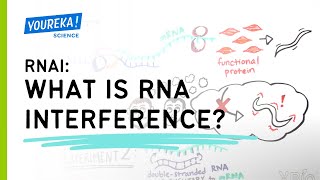 RNAi What is RNA Interference [upl. by Berkow880]