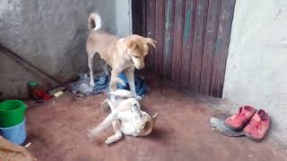 male dog Vs Female fight 2 dogpuppy [upl. by Azil124]