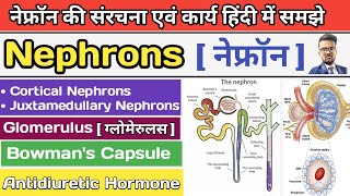 Nephrons in hindi  Structure of Neurone  Function of Nephrons  Types of Nephrons  Glomerulus [upl. by Andree25]