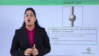 Class10th – Ellipsoid joint  Locomotion and Movement Hindi  Tutorials Point [upl. by Olive]