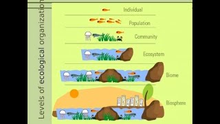 Individual Species Populations Communities Ecosystems and Biomes A Full Ecology lesson 7EC5A [upl. by Natascha]