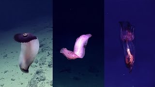 Sea Cucumbers in the Mariana Trench [upl. by Fortunna]