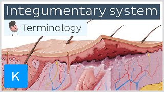 Integumentary system  Anatomical terminology for healthcare professionals  Kenhub [upl. by Poree]