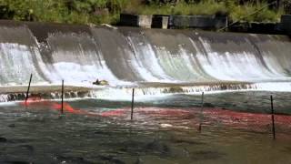 Salmon run in Bowmanville river in Ontario [upl. by Nyladnek]