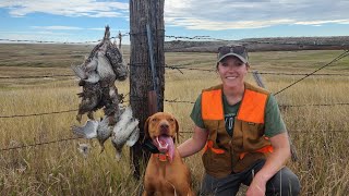 Sharptail Hunt with Vizsla Puppy Limits [upl. by Hollander]