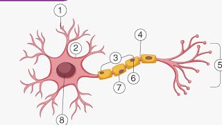 Nerve and Coordination Intro VSGUNASEELAN Sir advancelevel biology neet tamil neetbiology [upl. by Stoddard956]