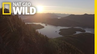 Vancouver Island A Wild World Within Your Reach  wildlife with bertie gregory [upl. by Hootman]