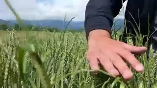 Georgia la crisi dei produttori di grano e la concorrenza russa [upl. by Vashti]