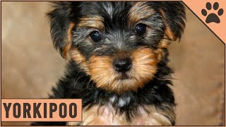 Yorkipoo  Yorkshire  Toy Poodle Mix [upl. by Greg]