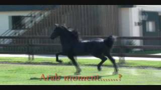 ARABO FRIESIAN Sporthorse 3 year old STALLION [upl. by Amend]