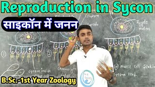 Reproduction in Sycon  BSc1st year  Zoology  by Prahalad Sir [upl. by Ermey595]