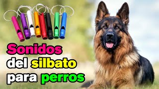 Sonidos de Silbido para Perros [upl. by Rudich598]