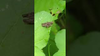 A Common Groundhopper looking like a chunky little Grasshopper amongst the leaves [upl. by Glorianna861]