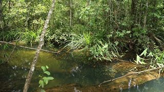 Cryptocoryne yurithiae Rasbora agilis and Boraras maculatus in Lingga island [upl. by Eynahpets234]