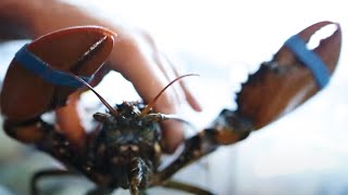 Homard un crustacé qui vaut de lor [upl. by Noynek]