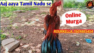 2 September ko murga aaya 😱murgi palan farming video farming murgi palan tamil bridaasil chick [upl. by Yablon604]