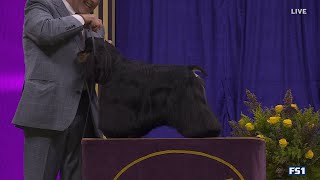 Micah the Cocker Spaniel wins the Sporting Group  Westminster Kennel Club [upl. by Newkirk756]