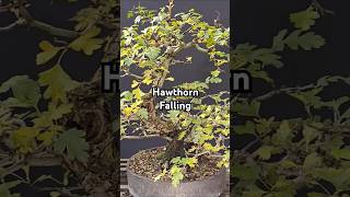 Beautifull Old Hawthorn Bonsai Entering Fall [upl. by Byrom]