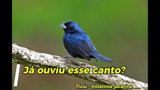 Já ouviu esse canto no mato ou no campo Tziu  Volatinia jacarina [upl. by Dorin685]