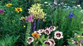 Morning stroll through the cottage garden at Plantsville Pines 732015 [upl. by Meadow]