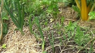 Potager en permaculture Juin 2016 16 [upl. by Nosnek]