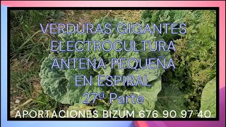 VERDURAS GIGANTES ELECTROCULTURA LA ANTENA PEQUEÑA EN ESPIRAL 37ª Parte [upl. by Eedyah438]