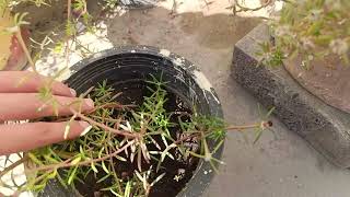 How To Watering Plants  How Much Water is need To plants  Watering Schedule of Plants [upl. by Golda]