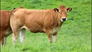 Parthenaise Cattle  Everything You Need To Know [upl. by Sheryl]