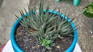 Repotting our Haworthiopsis Attenuata Zebra Haworthia [upl. by Rehpotsirahc]