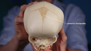 Fontanelle anatomy [upl. by Selym818]