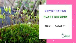 Plant Kingdom  Bryophytes  NCERT  Class 11  Chapter 3  Biology [upl. by Kyne]