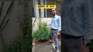 भूईलीम।quotBenefits of Andrographis Paniculata The Powerful Herbal Remedyquot plantbenifits plants [upl. by Nnayr120]