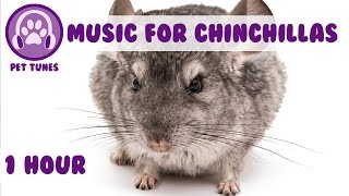 1 Hour of Relaxing Music for Cheeky Chinchillas Chinchilla Music Pet Music [upl. by Seaman65]