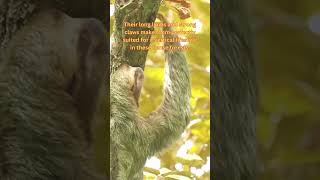 The SLOTHS  Excellent Tree Climbers Long Lifespan Shorts [upl. by Gonzalez58]