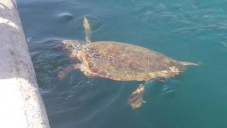 Turtles in Argostoli Kefalonia [upl. by Scandura]